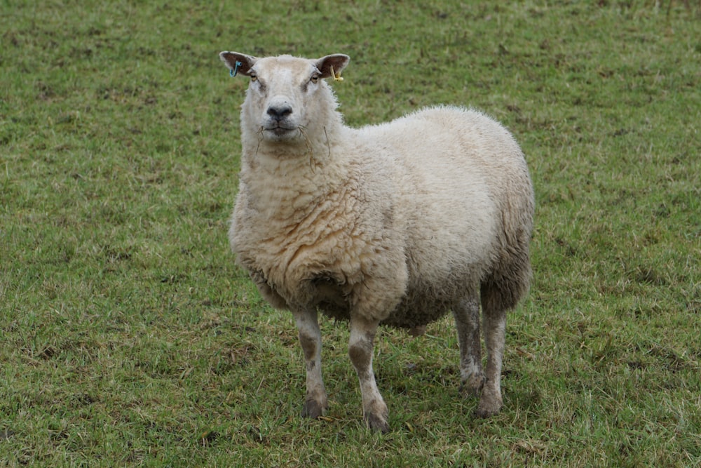 white sheep on green grass field during daytime