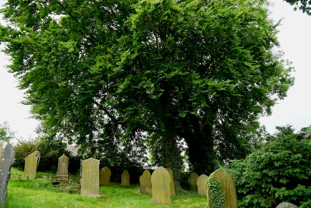 árboles verdes en un campo de hierba verde durante el día