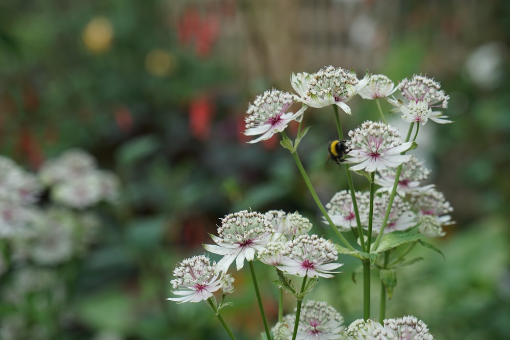 pink and white flowers in tilt shift lens