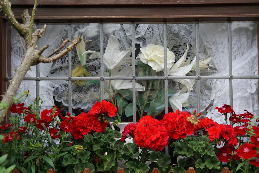 flores blancas y rojas en ventana blanca