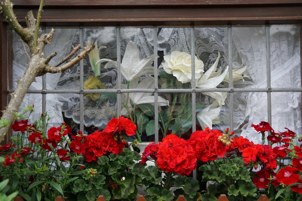 white and red flowers in white window