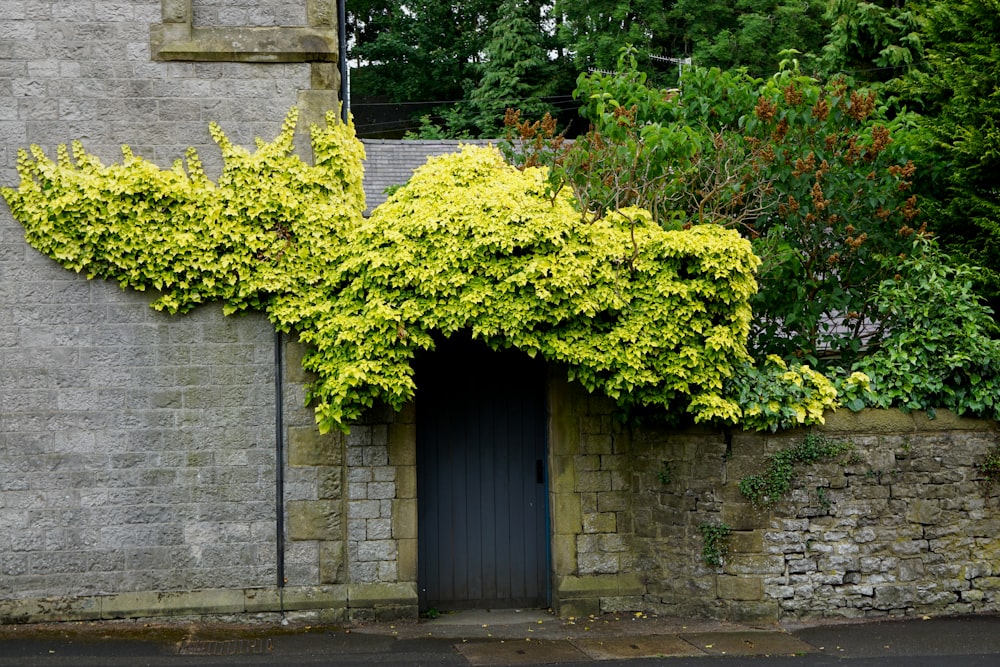 green tree beside gray concrete building