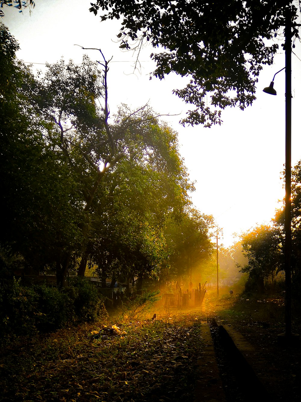 green trees and grass during daytime