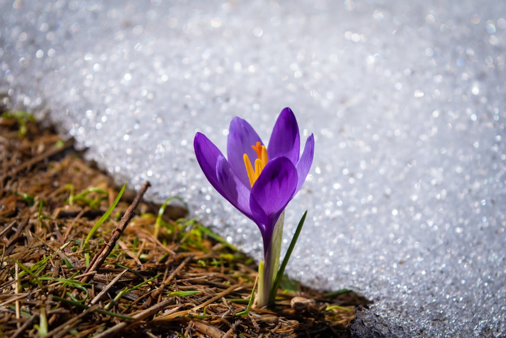 fleur de crocus pourpre en fleurs pendant la journée