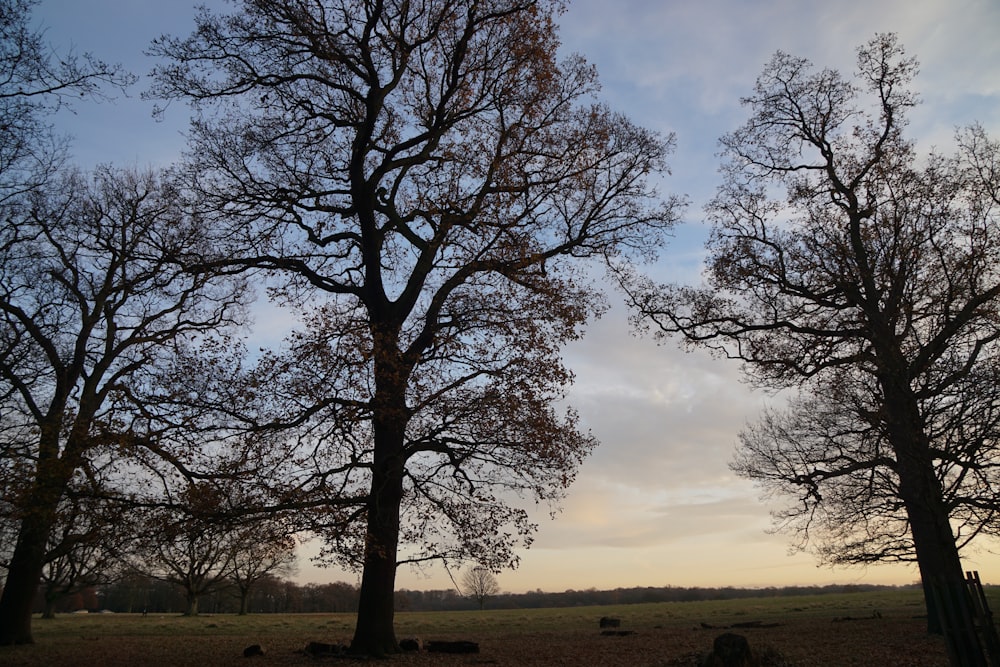 leafless tree on green grass field under white clouds during daytime