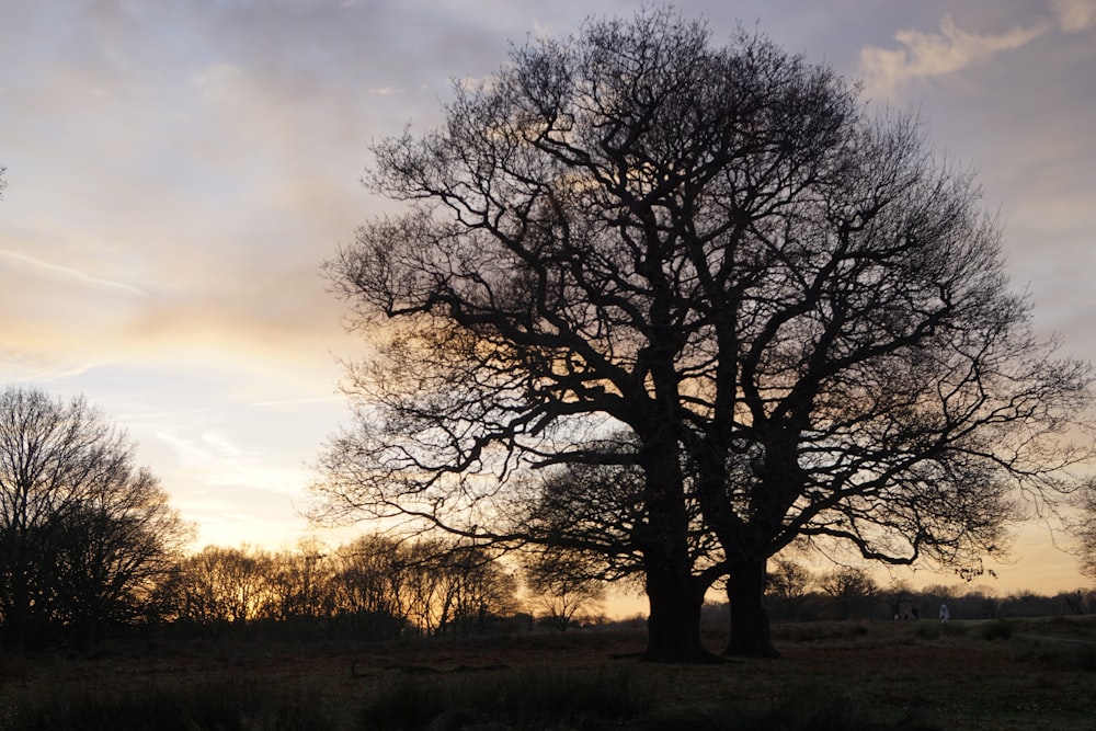 leafless tree on brown grass field during daytime