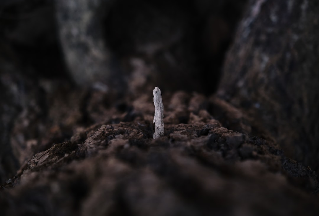 white ice on brown soil