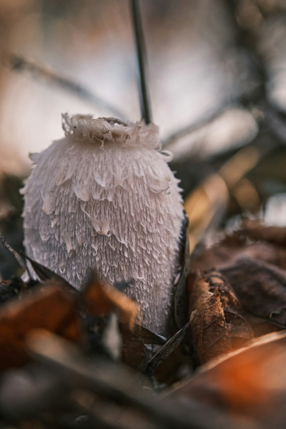 white and gray mushroom in tilt shift lens