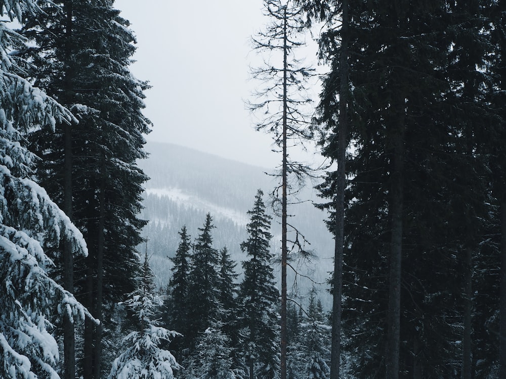 green pine trees covered with snow