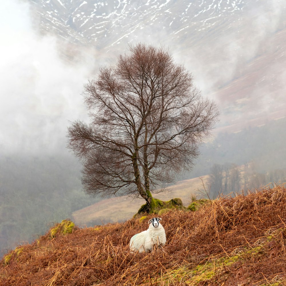 white and brown dog on green grass field