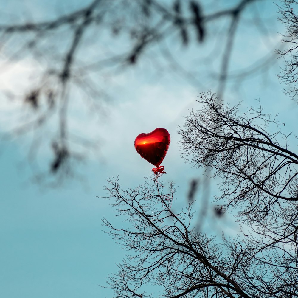 Globo de corazón rojo en un árbol desnudo bajo el cielo azul durante el día