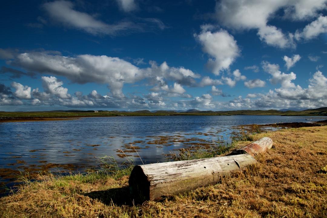 white wooden log on brown grass near body of water under blue and white cloudy sky