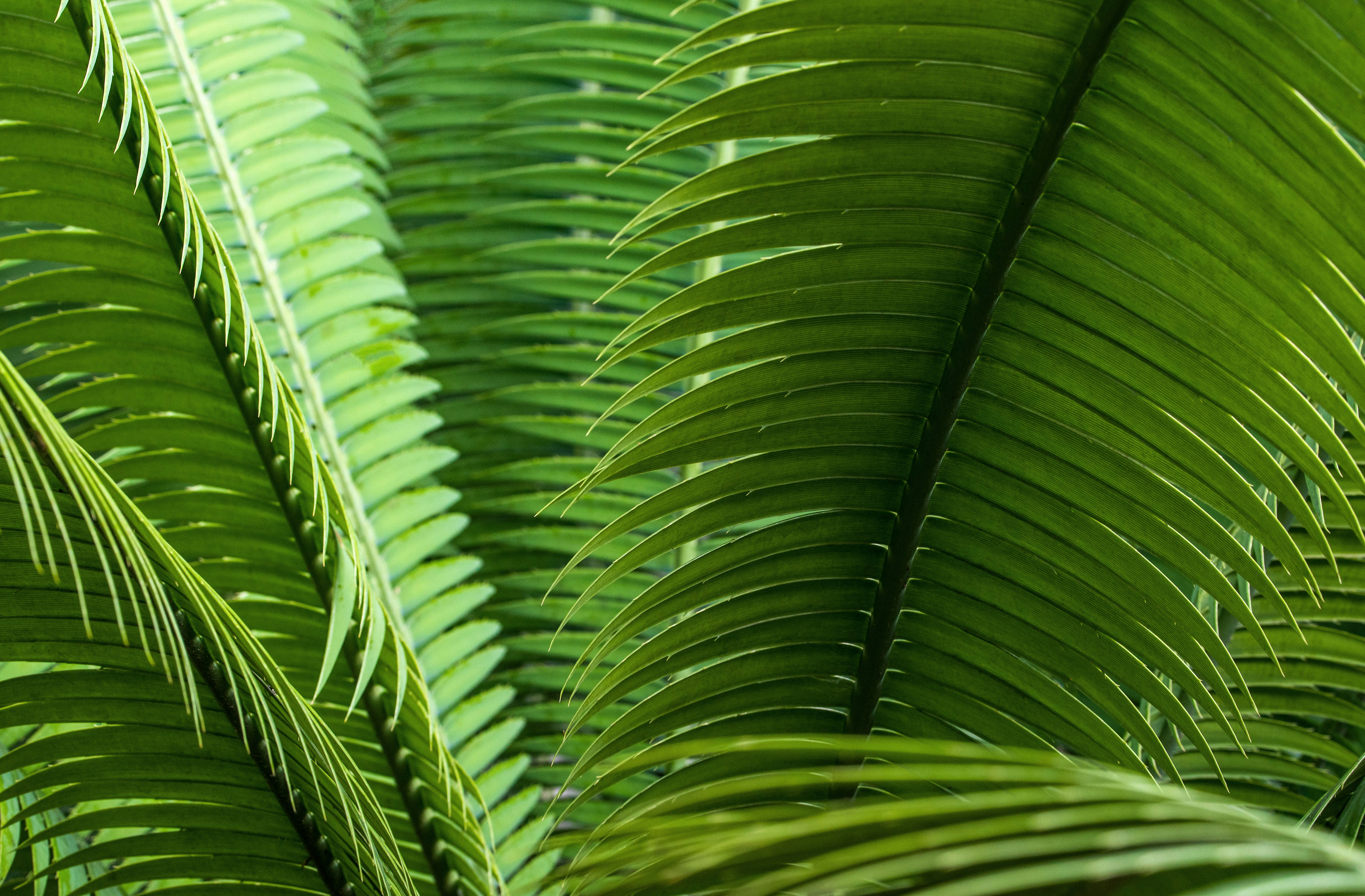 green leaf plant during daytime