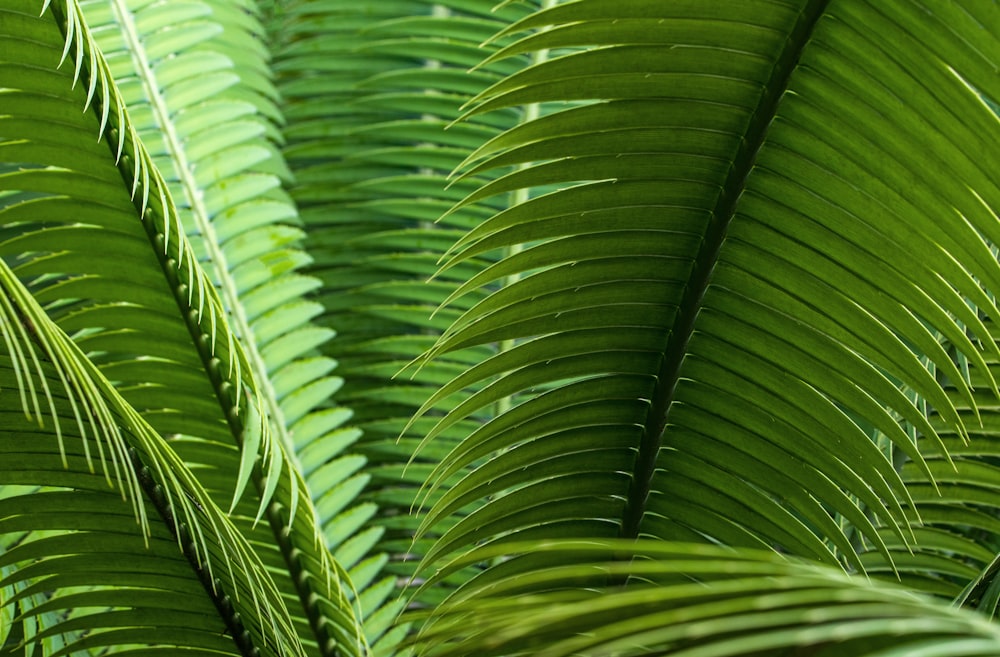 green leaf plant during daytime