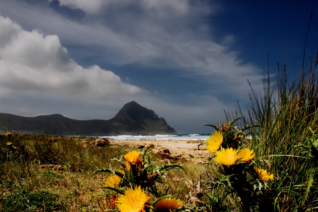 yellow flowers near body of water during daytime