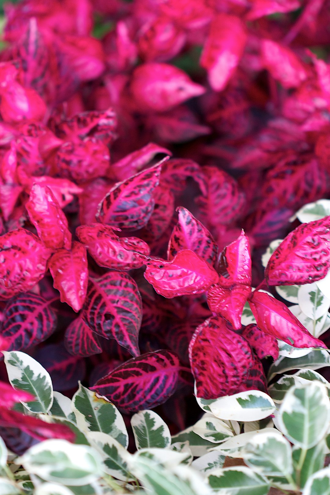 red and green leaves plant