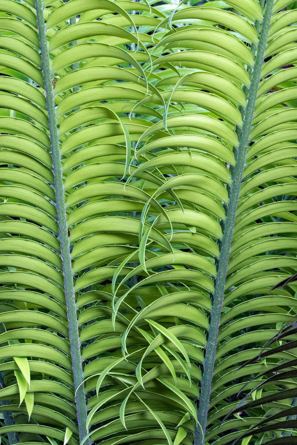 green leaves plant during daytime