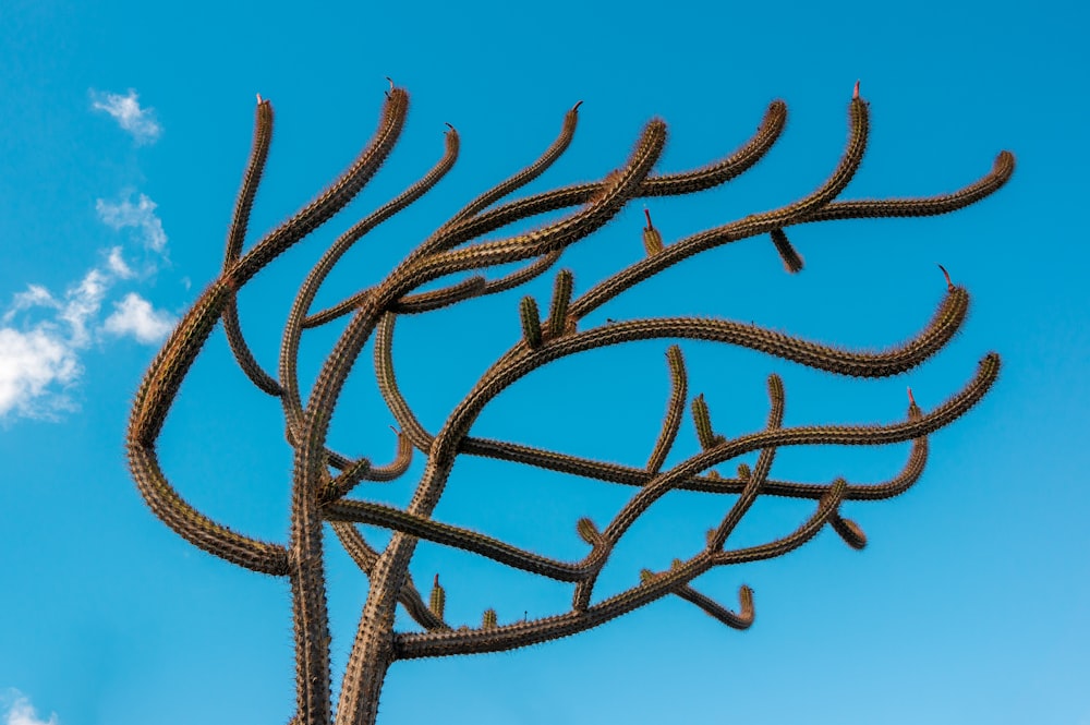 brown tree branch under blue sky during daytime