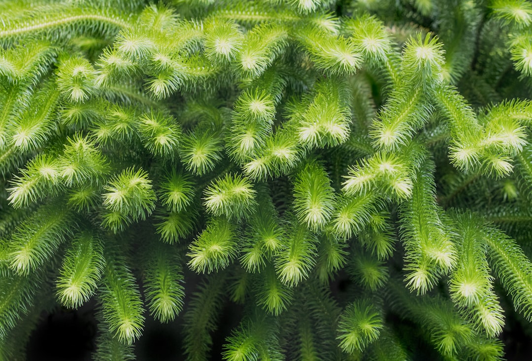 green pine tree in close up photography