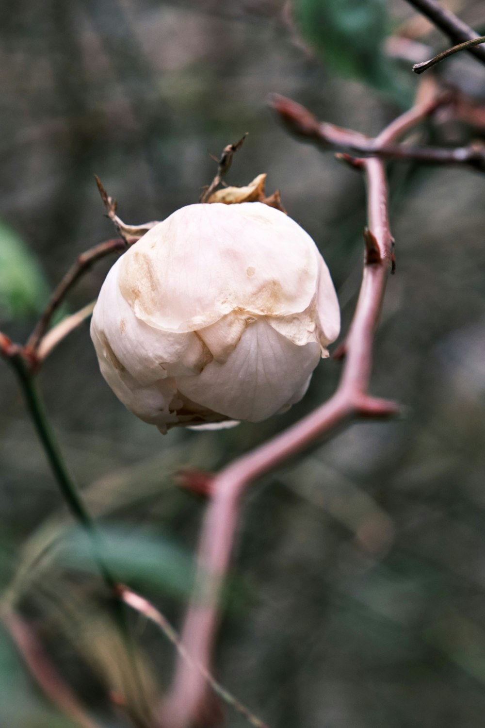 Rosa bianca in fiore durante il giorno