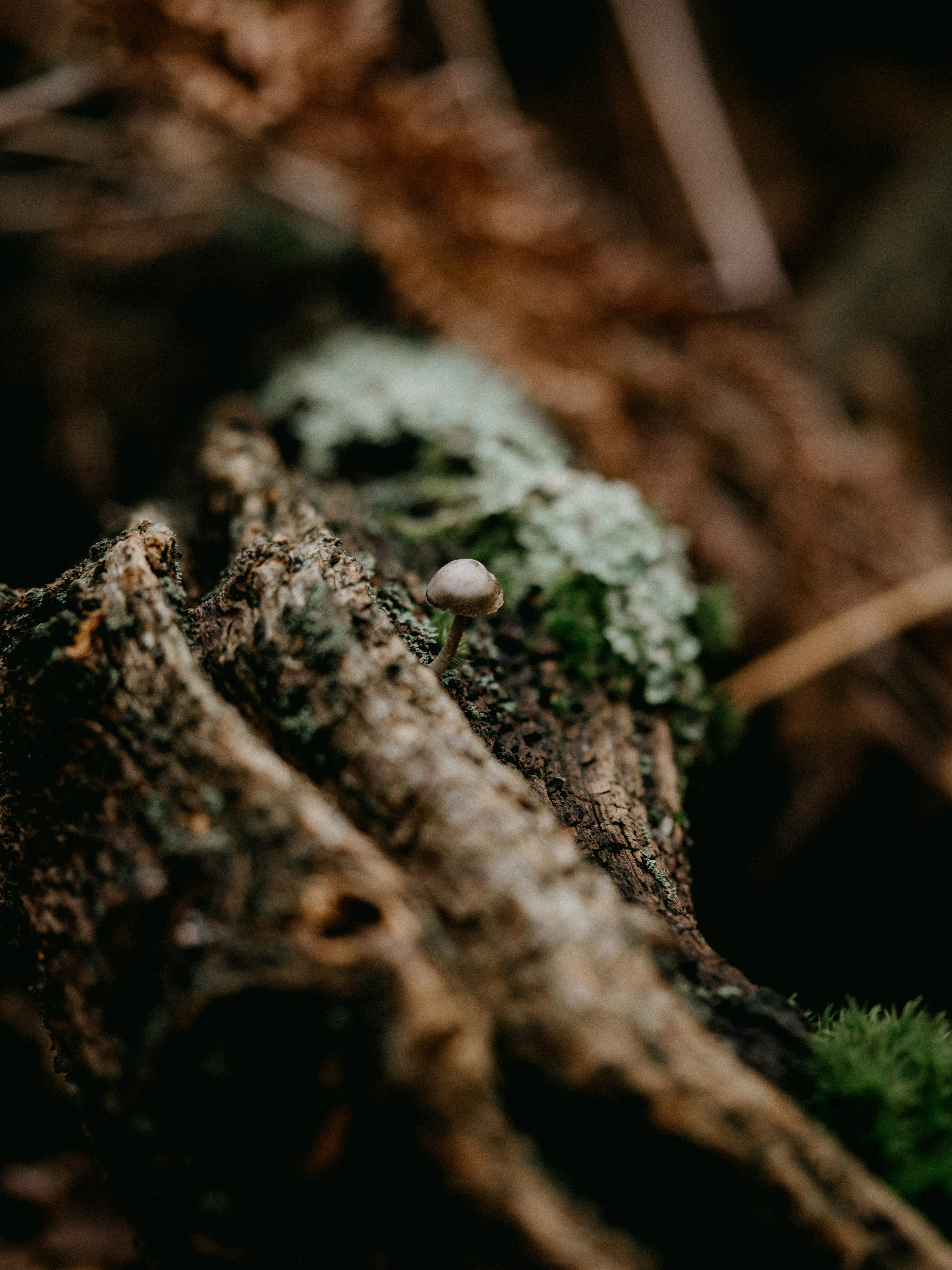 Photo by anniespratt