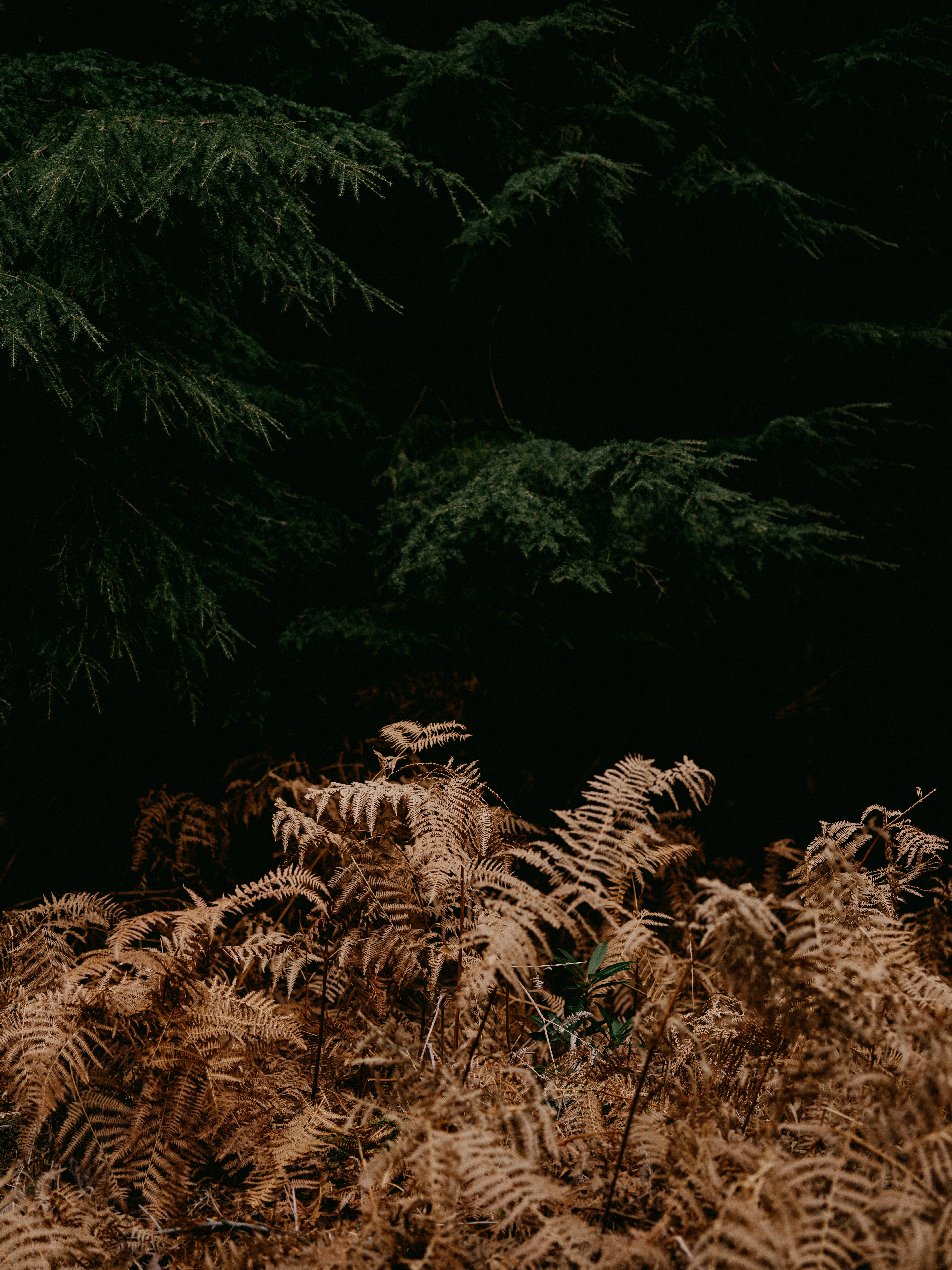 Photo by anniespratt