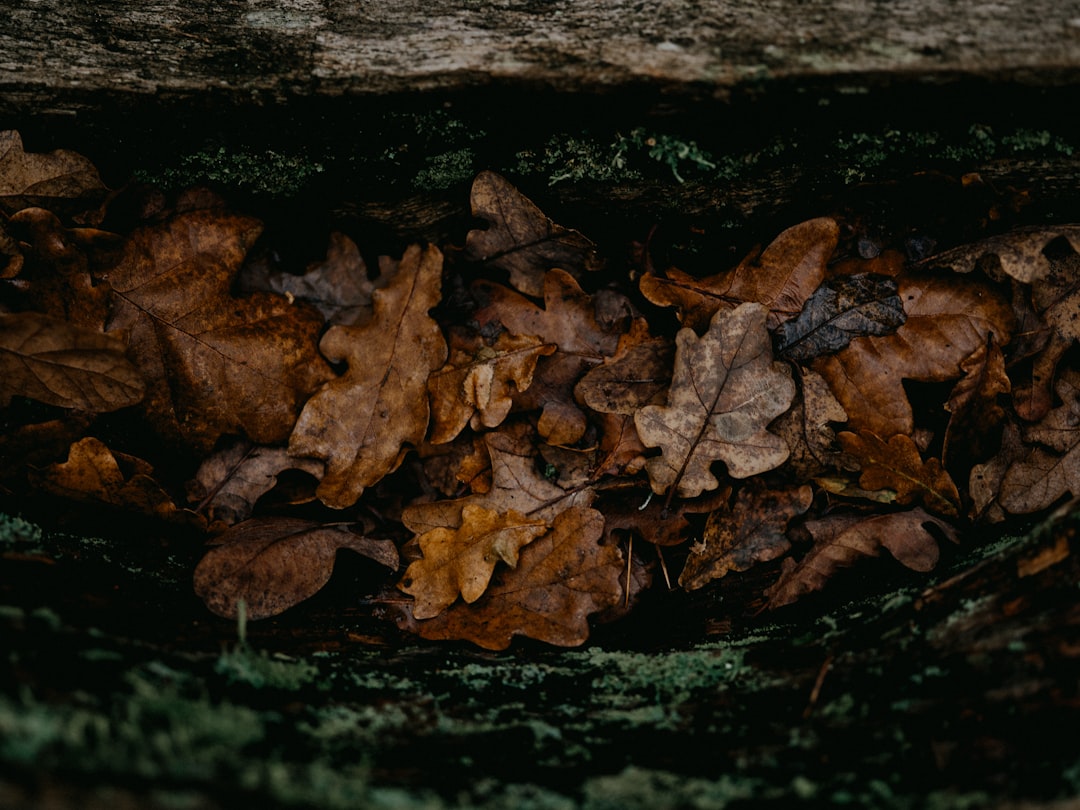 brown dried leaves on brown tree trunk