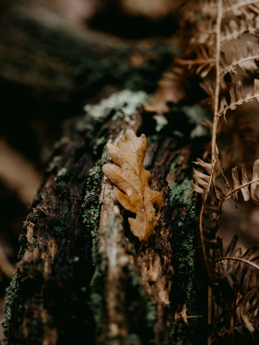 brown dried leaf on brown tree trunk