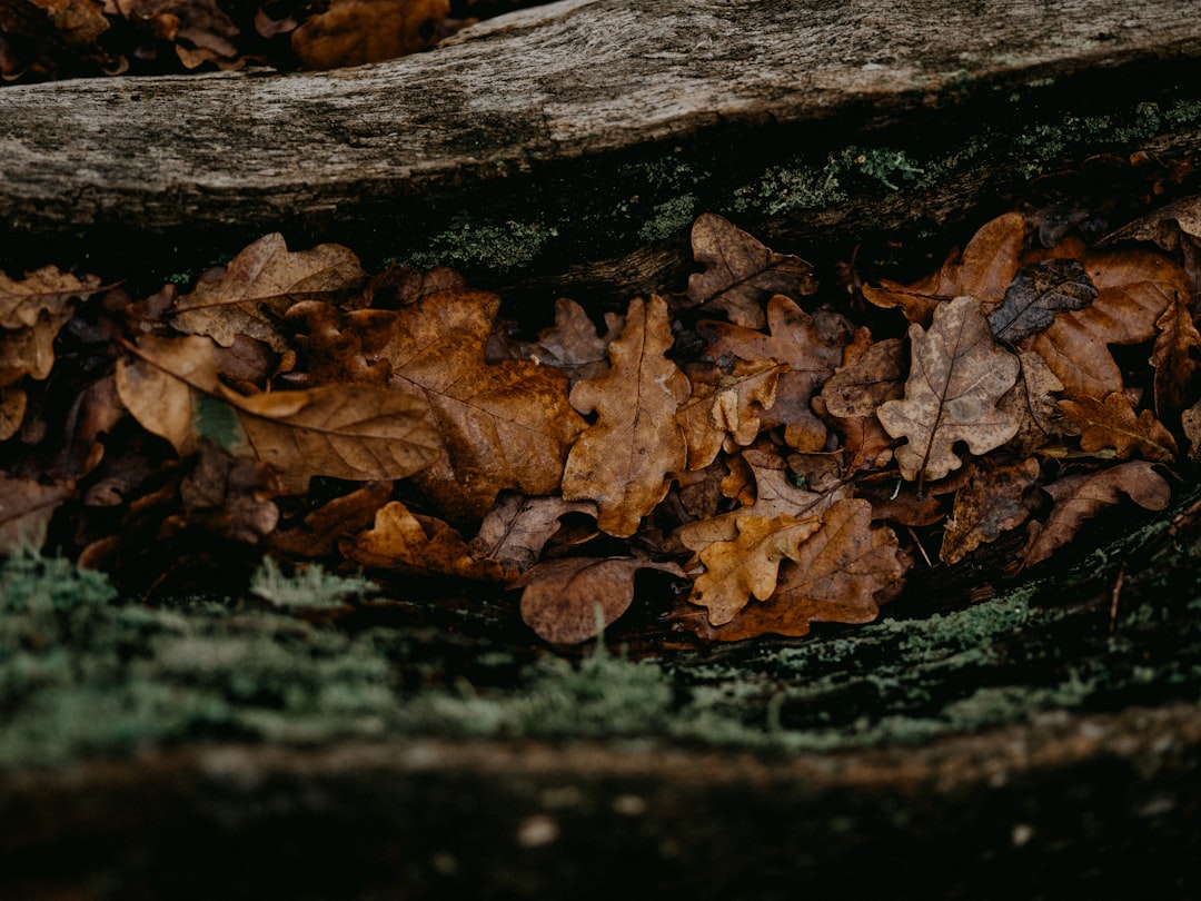 brown dried leaves on brown wooden log