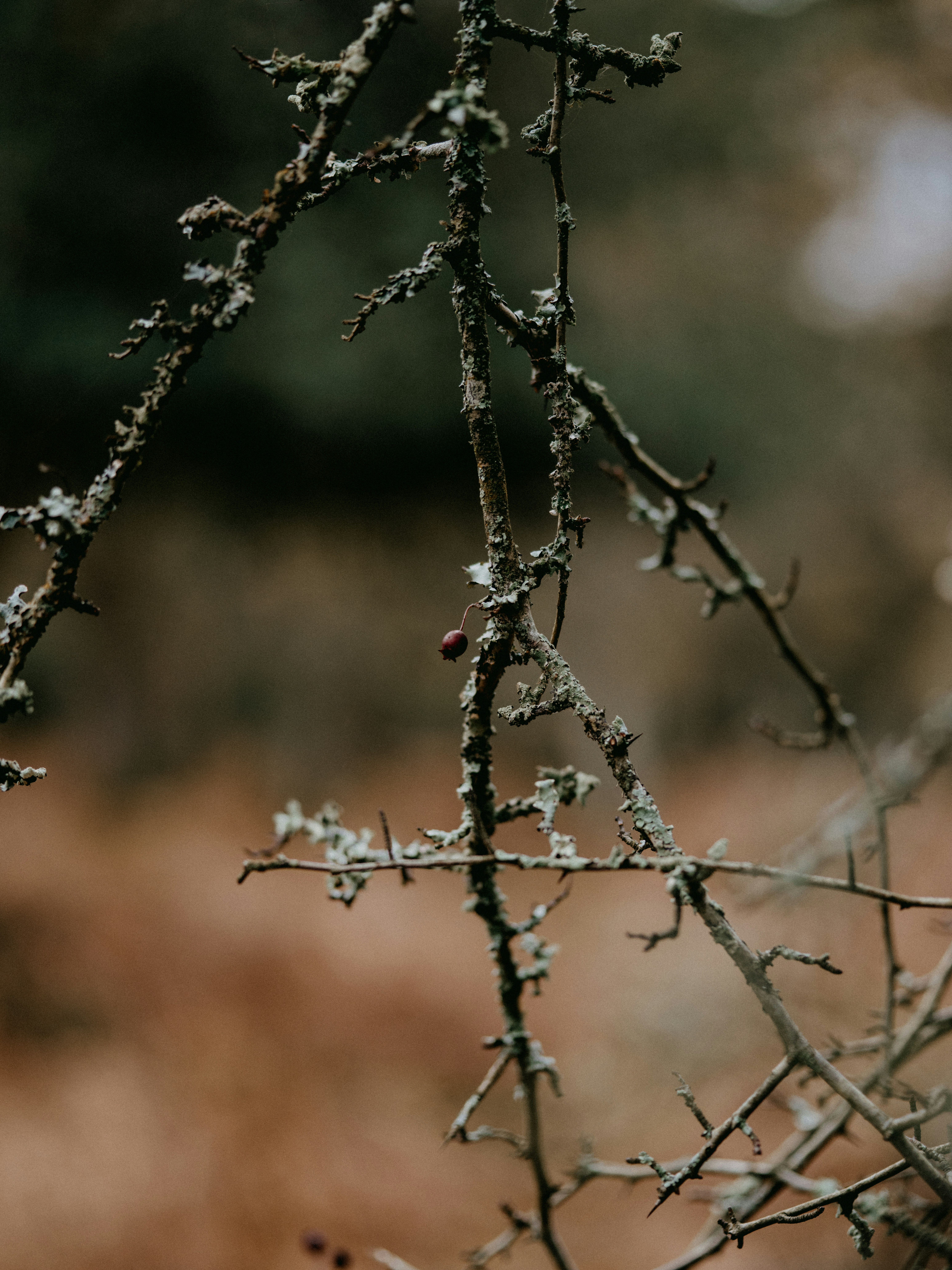 Photo by anniespratt