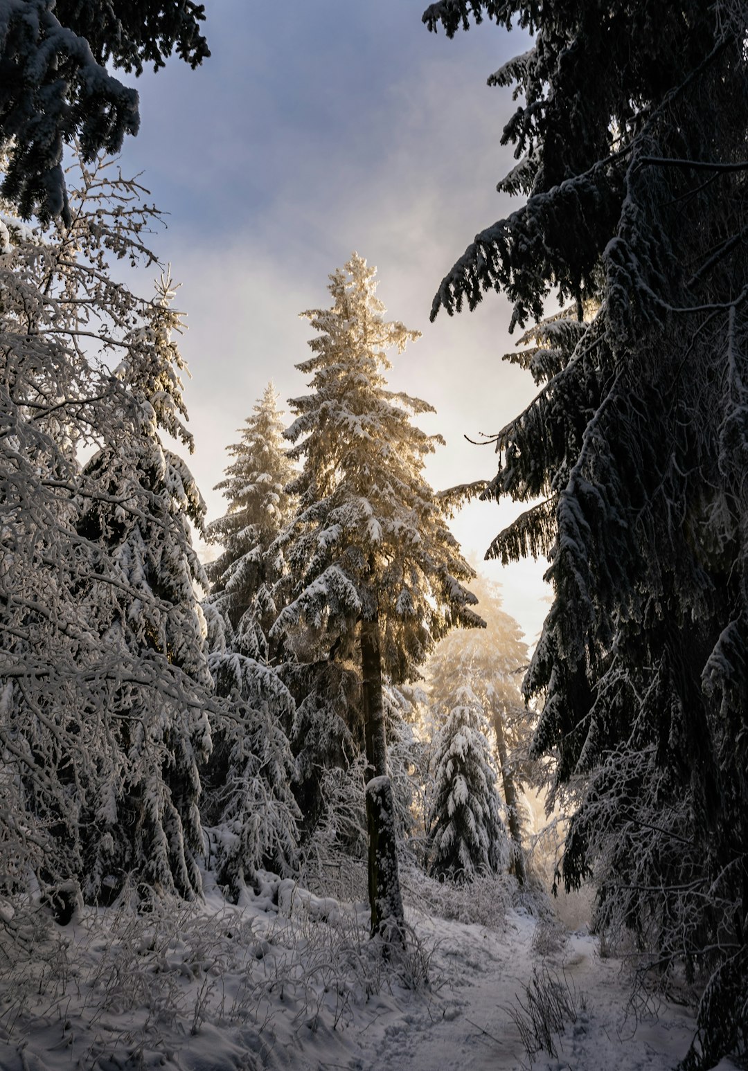 snow covered trees under blue sky during daytime