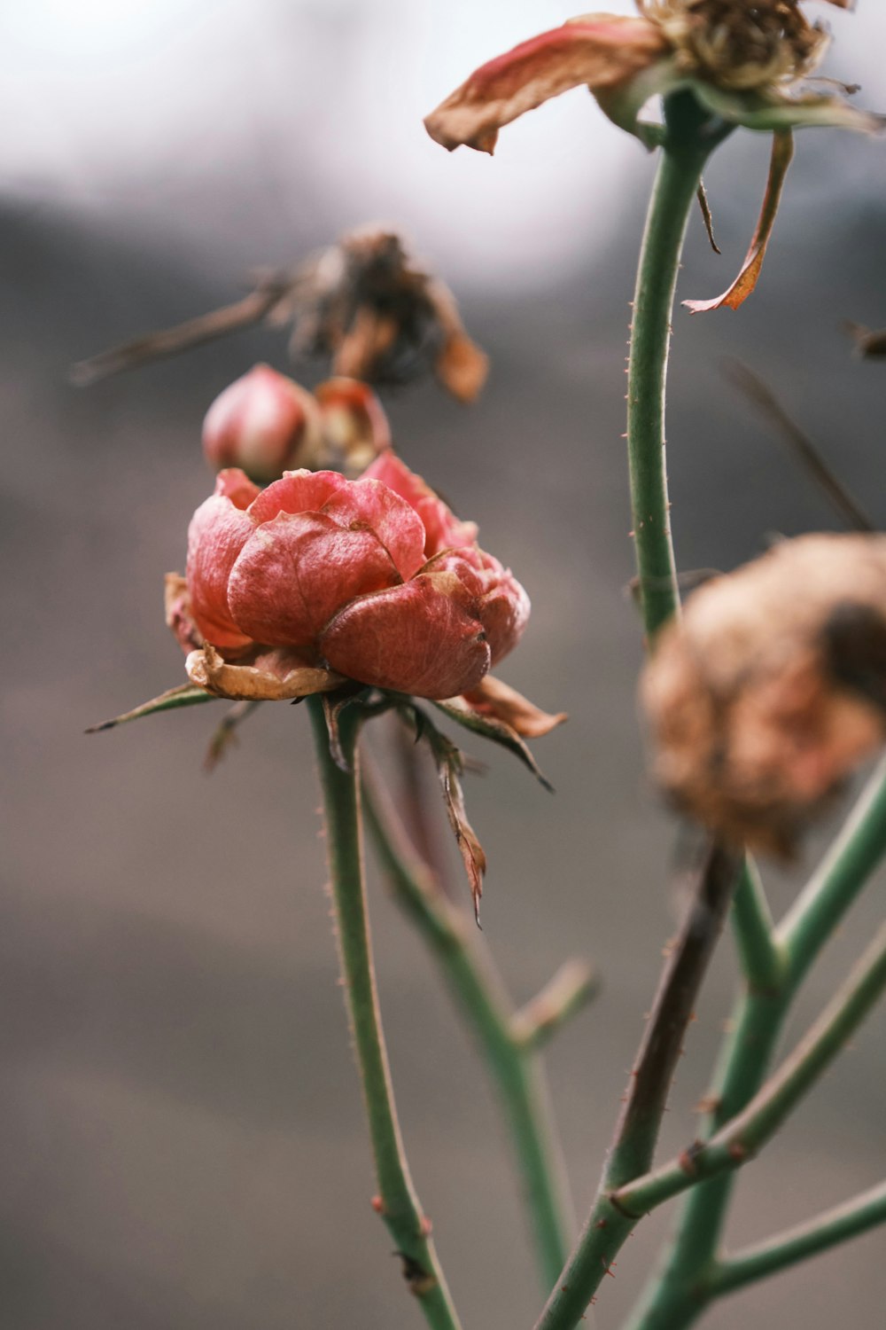 red flower buds in tilt shift lens