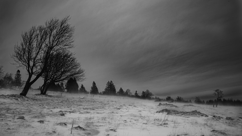 雪に覆われた地面の樹木のグレースケール写真