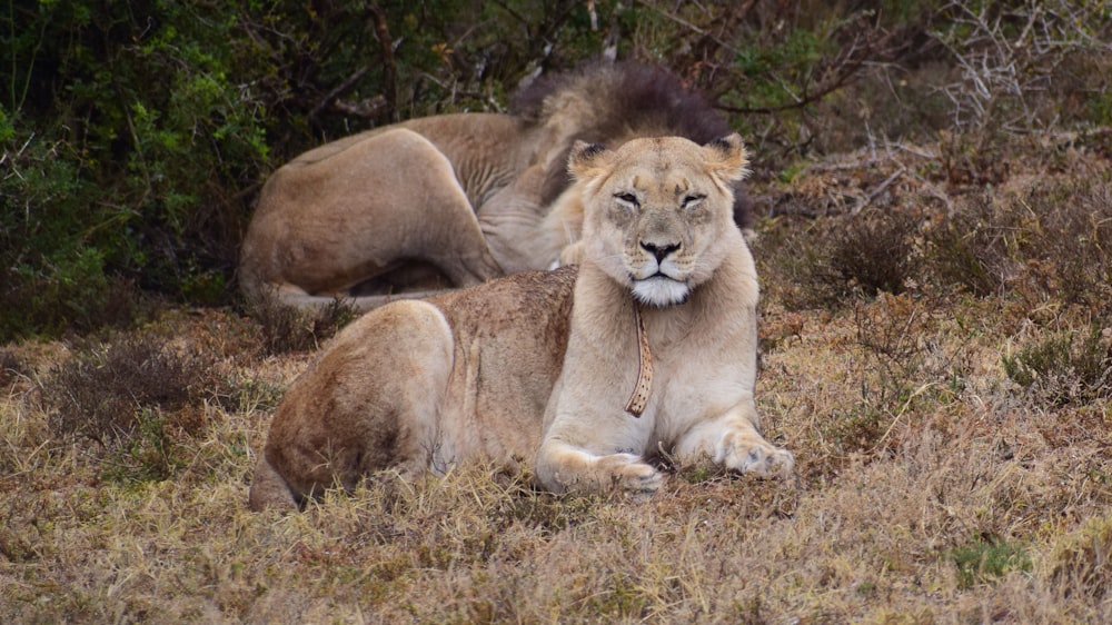 brown lion lying on brown grass during daytime