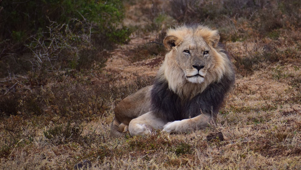 lion lying on green grass during daytime