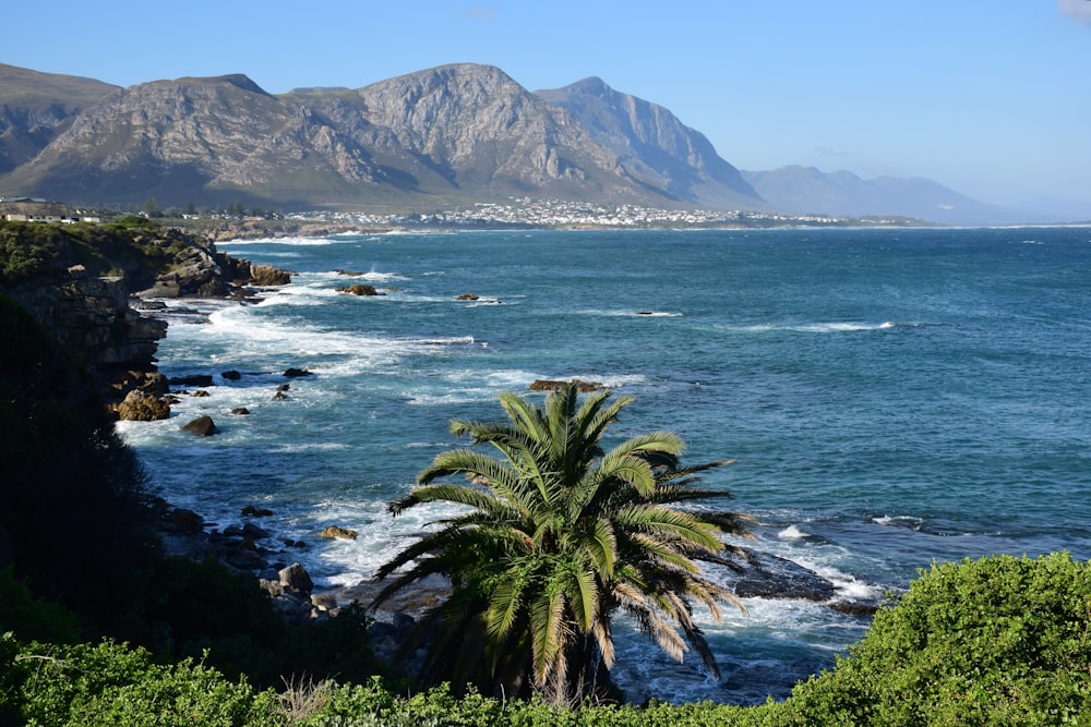 Palma verde vicino allo specchio d'acqua durante il giorno