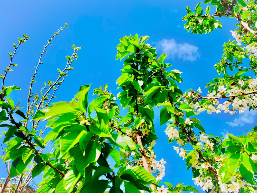 foglie verdi sotto cielo blu durante il giorno