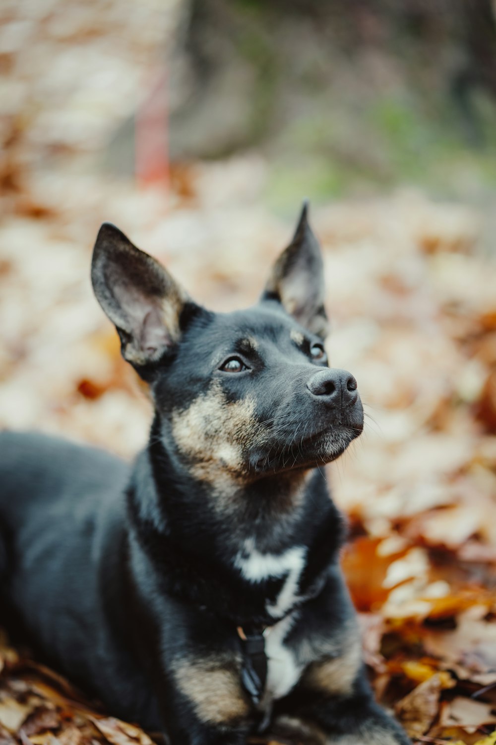 black and white short coated dog