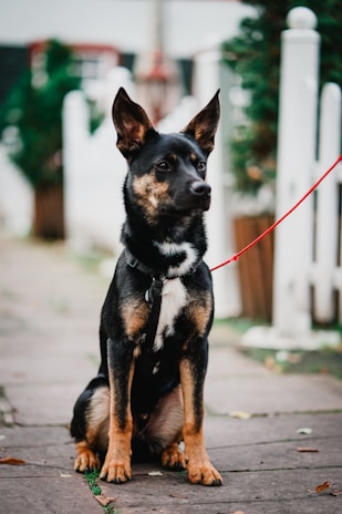 A medium-sized dog with pointy ears and a black and brown coat is sitting on a stone pathway. The dog is on a red leash and appears attentive and focused. In the background, there is a white fence and some greenery.