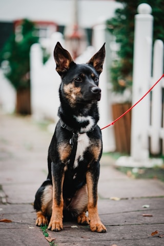 A medium-sized dog with pointy ears and a black and brown coat is sitting on a stone pathway. The dog is on a red leash and appears attentive and focused. In the background, there is a white fence and some greenery.