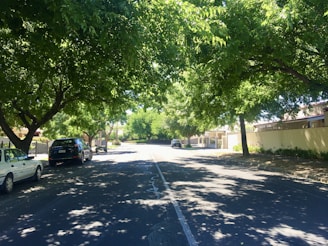 A quiet residential street lined with lush green trees providing ample shade. Cars are parked along the side of the road, and private houses with fences are visible. Sunlight filters through the leaves, casting intricate shadows on the pavement.