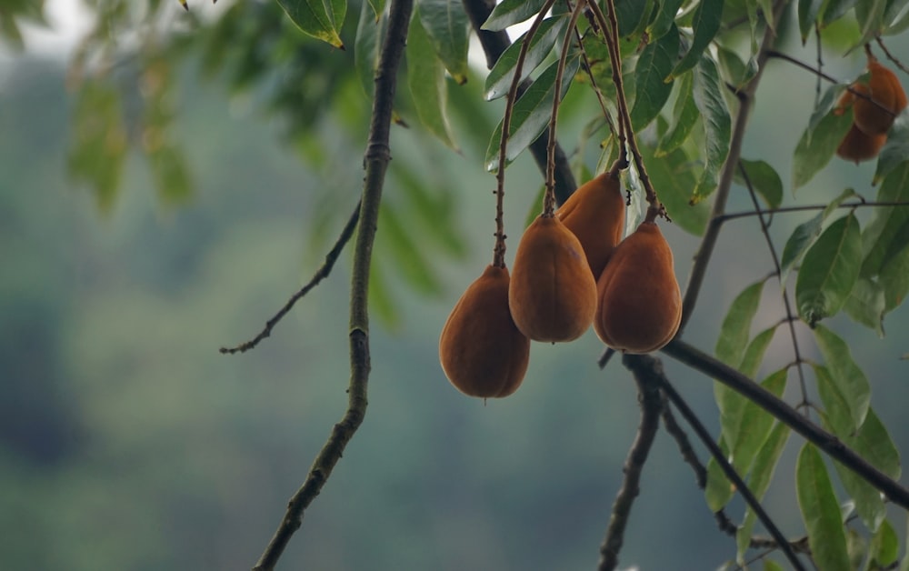 brown fruit on tree branch