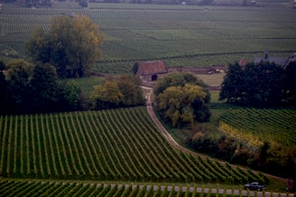 green grass field during daytime