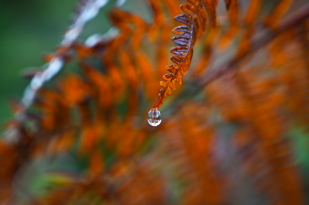 water dew on brown plant stem in tilt shift lens