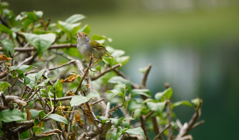 yellow bird on tree branch during daytime