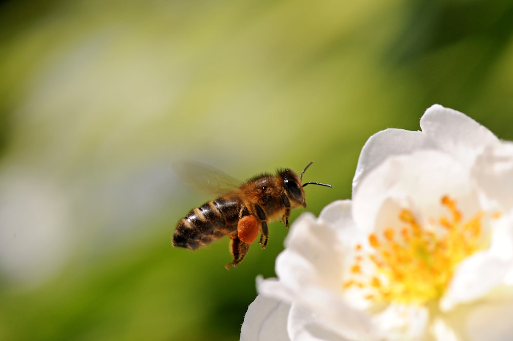 abelha empoleirada na flor branca na fotografia de perto durante o dia