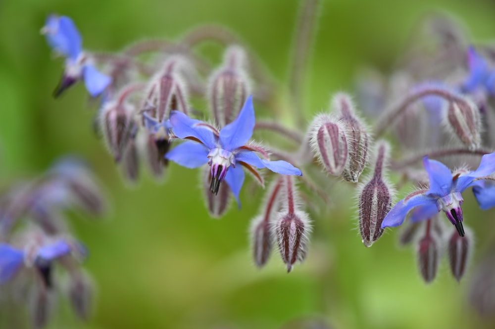 purple flower in tilt shift lens