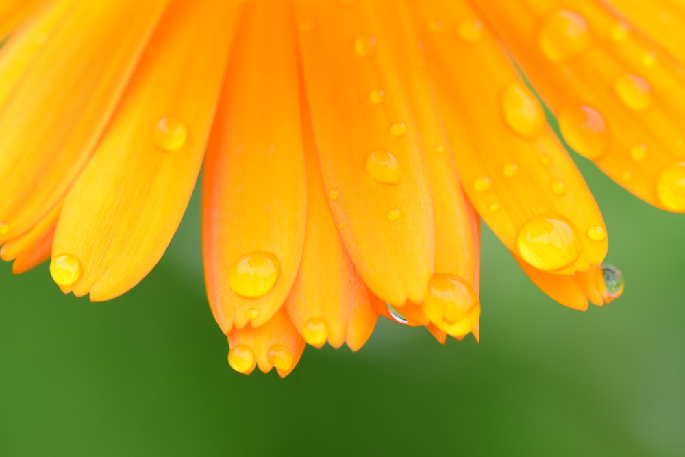 yellow flower in macro lens