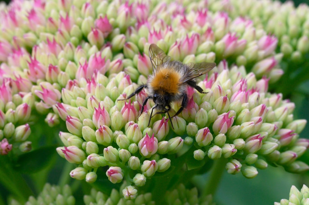 black and yellow bee on purple flower