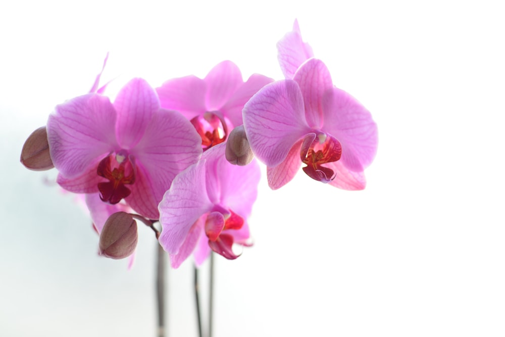 pink and white moth orchids in close up photography